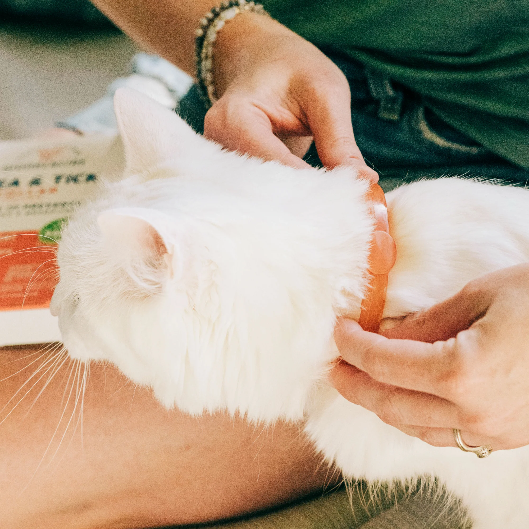 12-Month Flea & Tick Collar for Dogs + Cats - Image 3