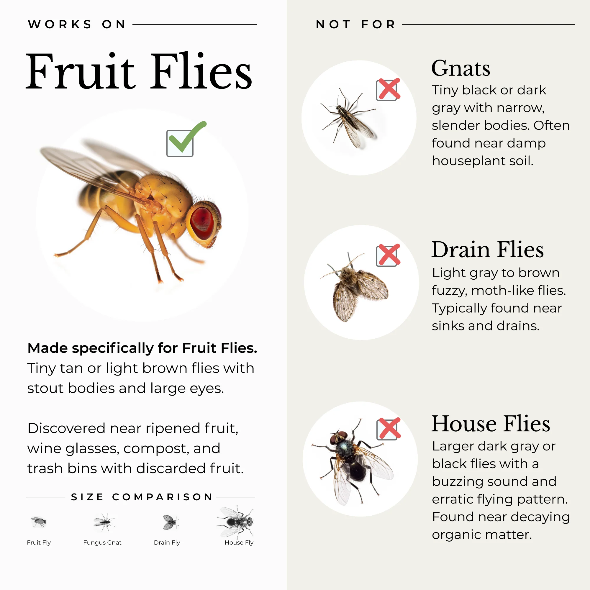 (2 Pack) Fruit Fly Trap for Home + Kitchen - Image 4