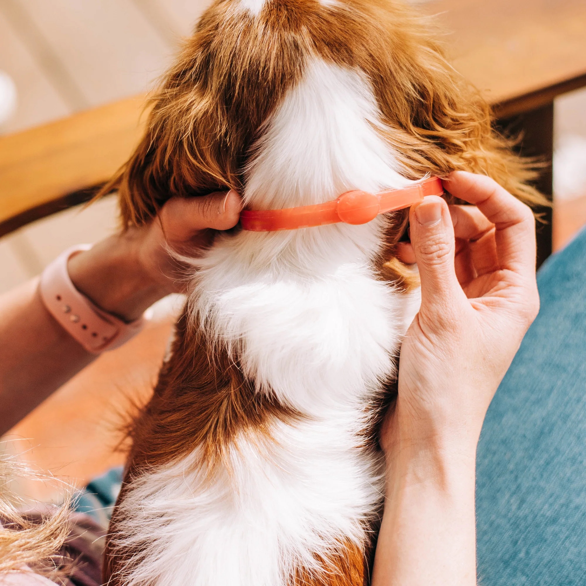 Flea & Tick Protection Bundle: Collar & Spray - Image 3