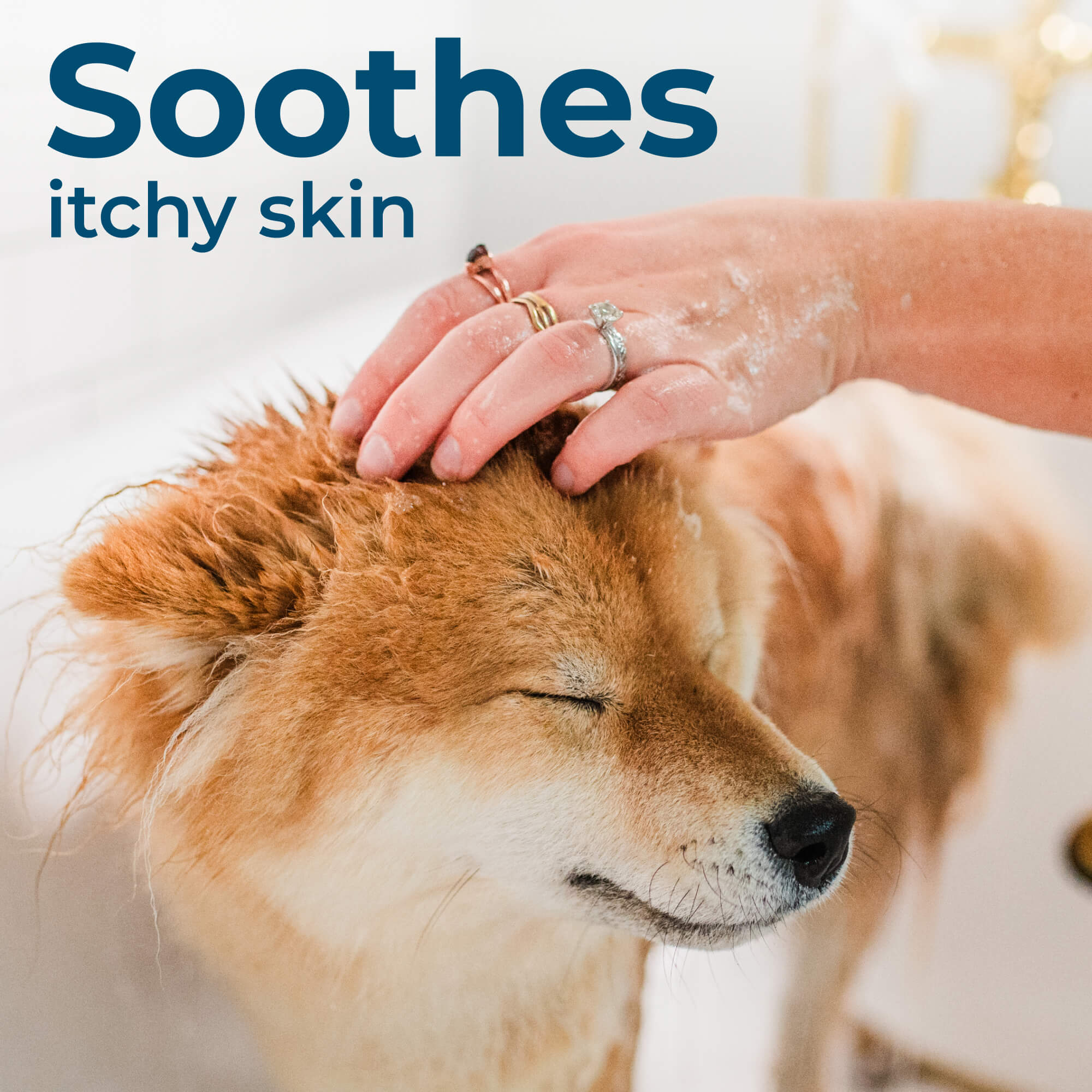 Flea & Tick Shampoo - Image 9